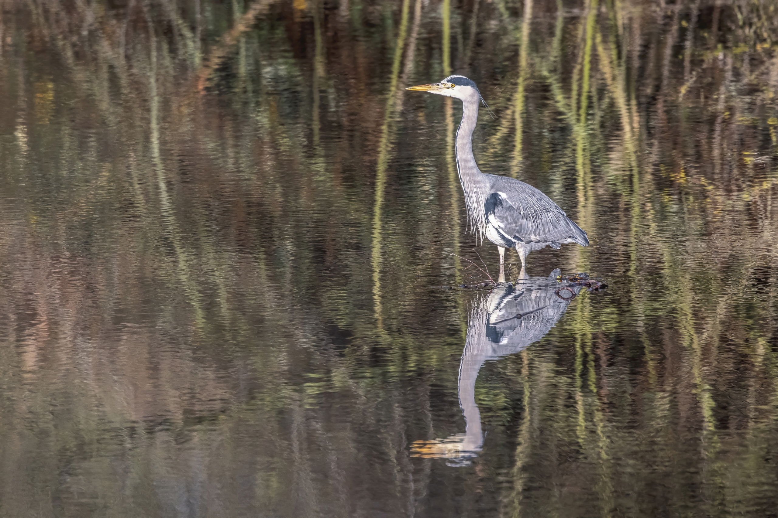 bird water heron footage survey wildlife view