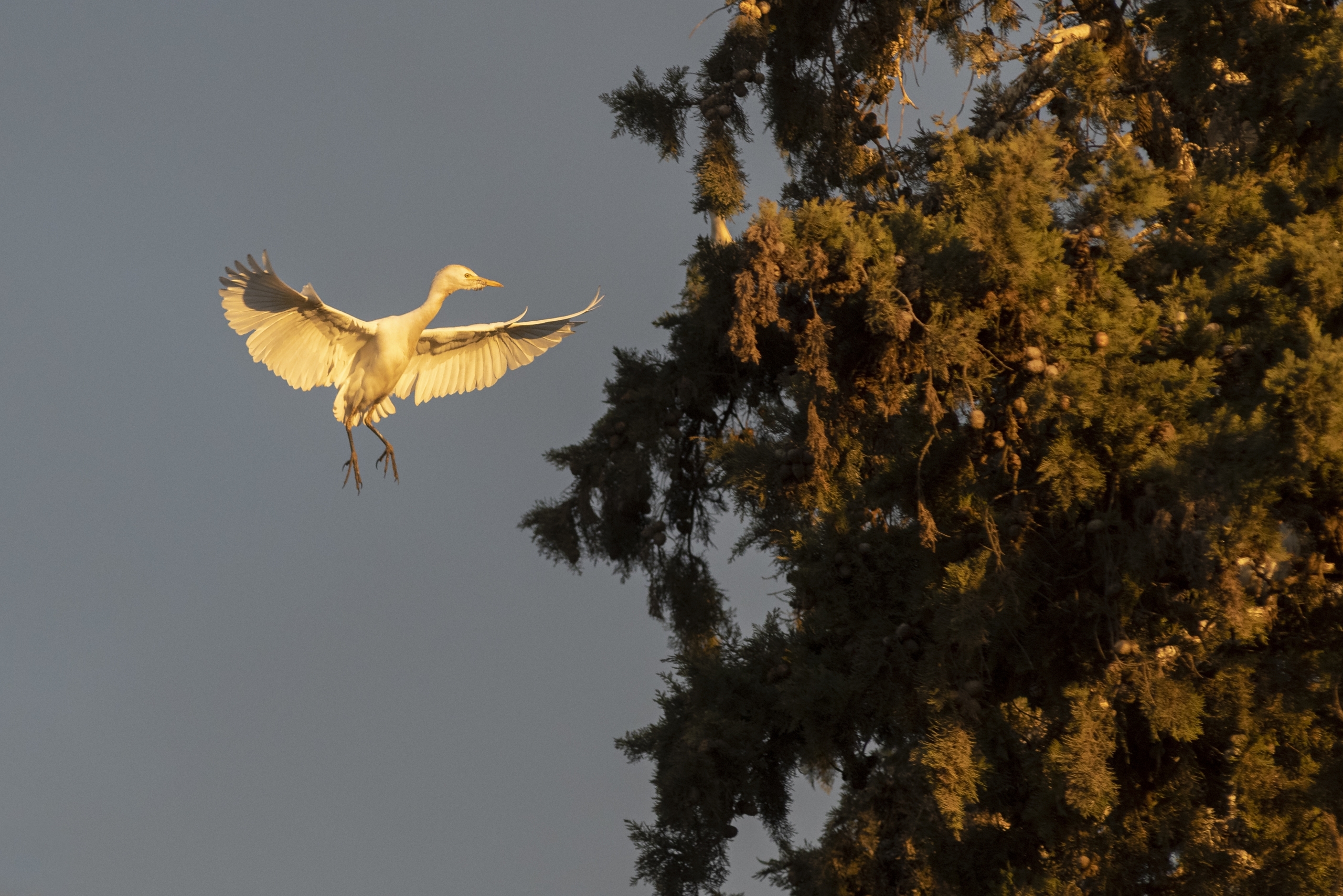 bird tree animals footage filming picture survey